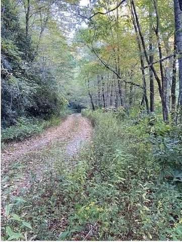 a backyard of a house with lots of plants and large tree
