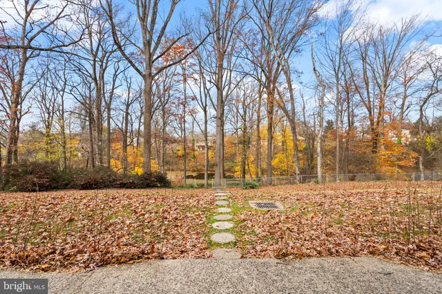 a street view with large trees