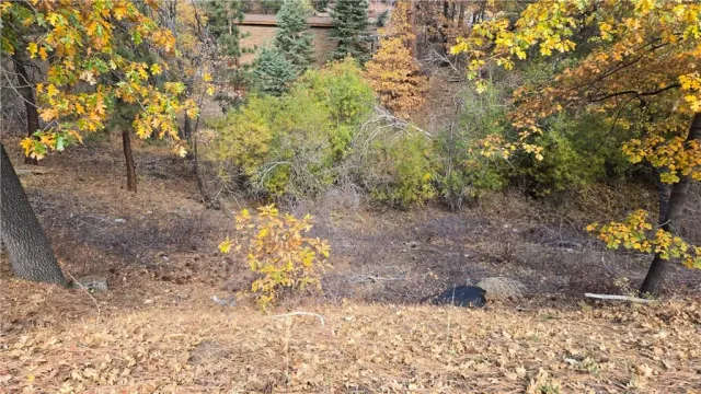 a view of a yard with plants and trees