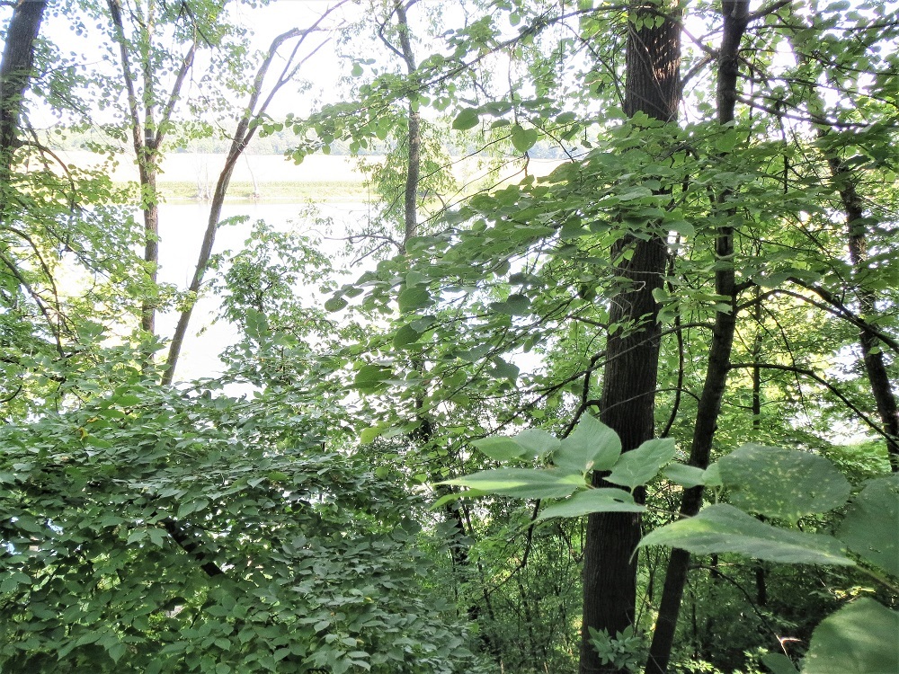 878 Riverside Drive Dixon, IL 61021 - Photo 41 of 45 a backyard of a house with lots of trees