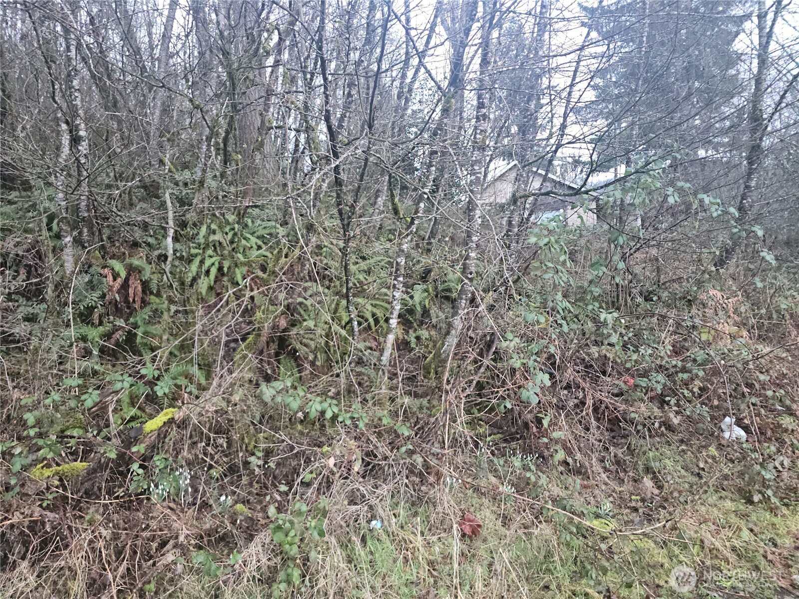 0 North 2nd Street Morton, WA 98356 - Photo 16 of 17 a view of a yard with a tree