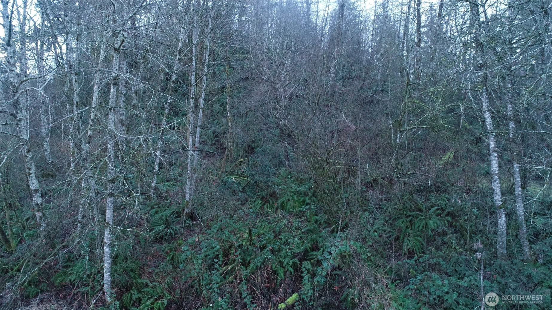 0 North 2nd Street Morton, WA 98356 - Photo 3 of 17 a close view of a forest