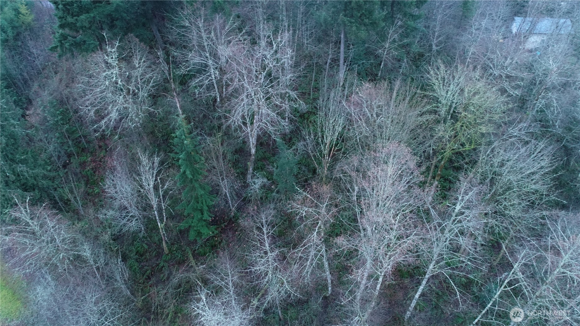 0 North 2nd Street Morton, WA 98356 - Photo 6 of 17 a view of a forest