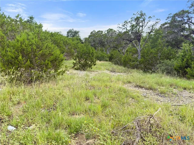 a view of a lush green forest with large trees