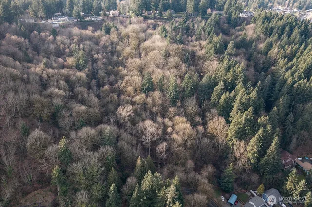 a view of a forest with lots of trees