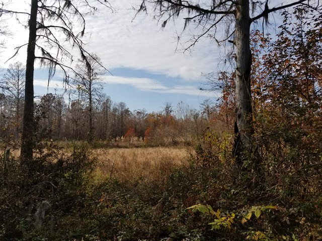 300 Brown Hill Road Jackson, SC 29831 - Photo 11 of 40