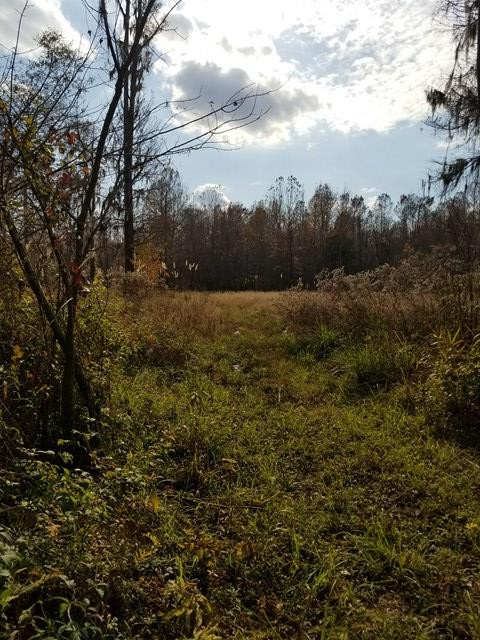 300 Brown Hill Road Jackson, SC 29831 - Photo 13 of 40