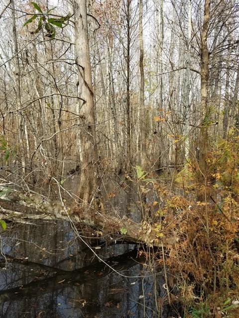 300 Brown Hill Road Jackson, SC 29831 - Photo 14 of 40