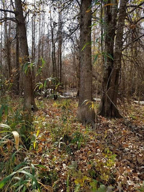 300 Brown Hill Road Jackson, SC 29831 - Photo 37 of 40