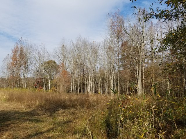 300 Brown Hill Road Jackson, SC 29831 - Photo 10 of 40