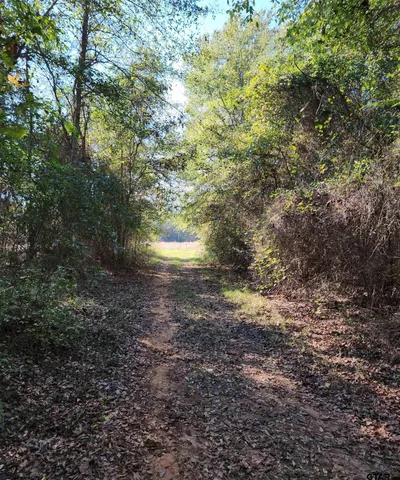a view of a forest with trees in the background
