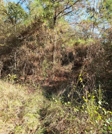 a view of a forest with trees in the background
