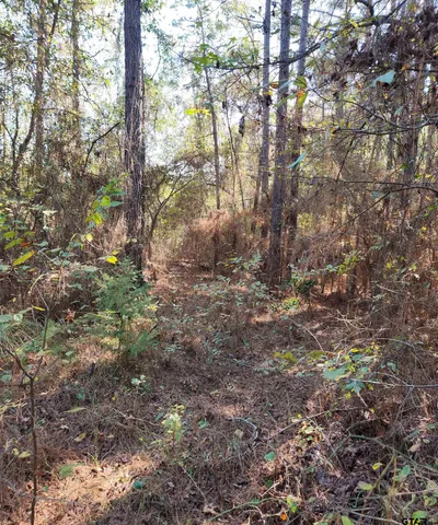 a view of a tree in a yard