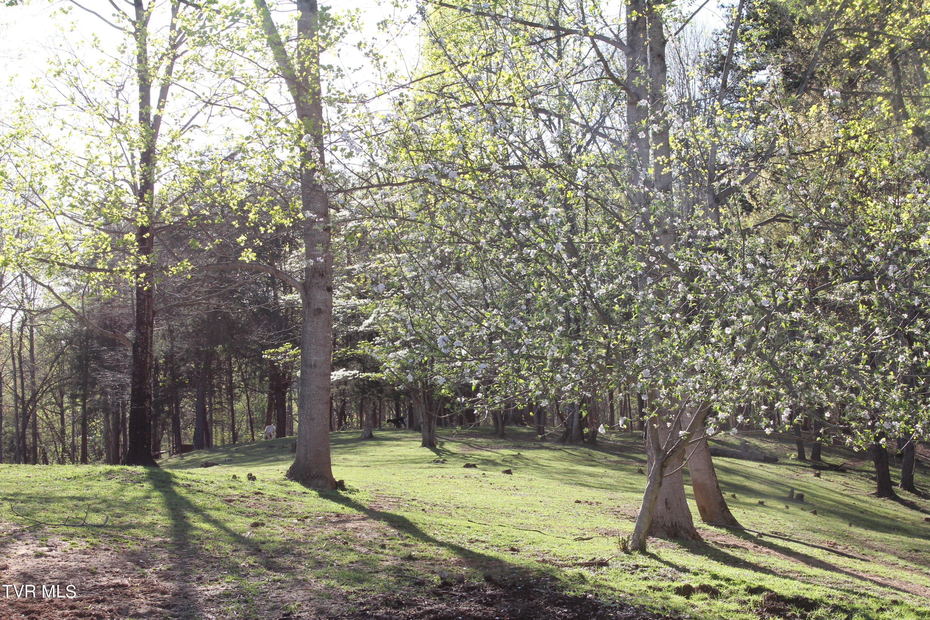 152 Ridgecrest Road Jonesborough, TN 37659 - Photo 45 of 49 90 Woods 2