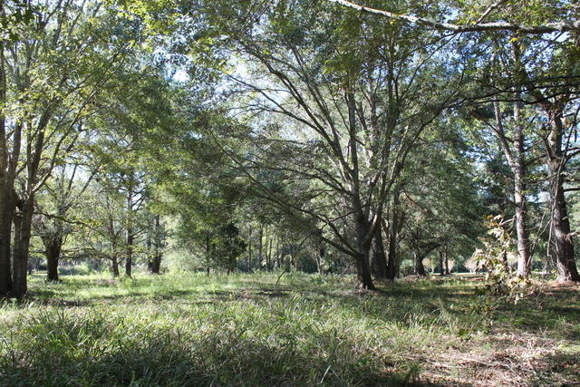 4454 Lord Proprietors Road Meggett, SC 29449 - Photo 3 of 28 IMG_9631