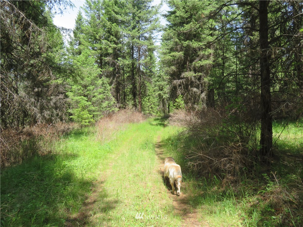 -tbd Boulder Creek Road Curlew, WA 99118 - Photo 15 of 20 Gallery Image 15