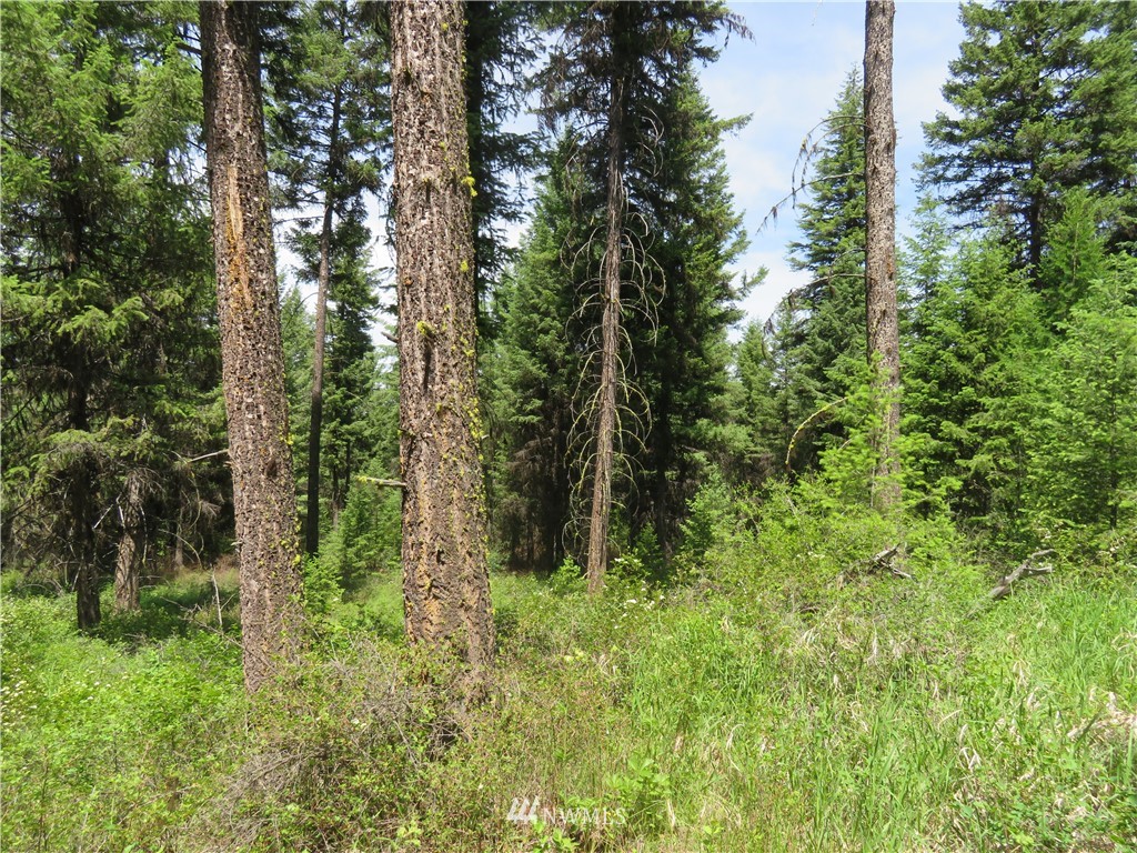 -tbd Boulder Creek Road Curlew, WA 99118 - Photo 4 of 20 Gallery Image 4