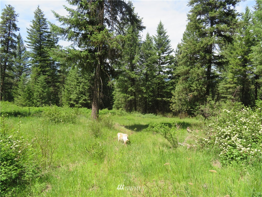 -tbd Boulder Creek Road Curlew, WA 99118 - Photo 6 of 20 Gallery Image 6