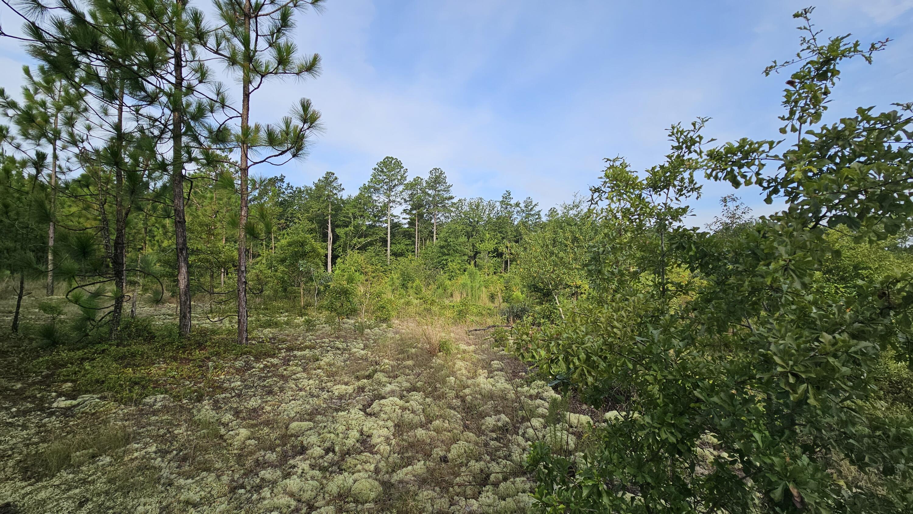 Lot 0 Wire Road Aiken, SC 29805 - Photo 8 of 25