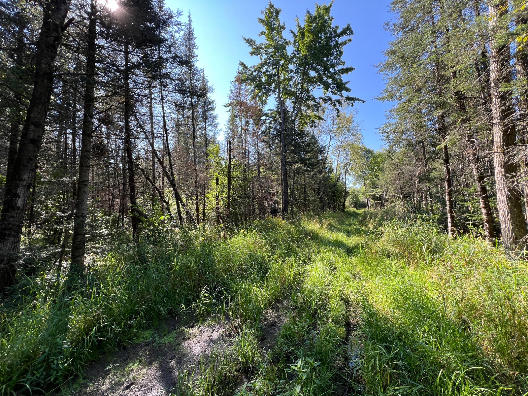 Off Enterprise Lake Road Elcho, WI 54428 - Photo 10 of 11 Gallery Image 10