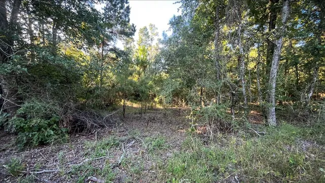a view of a forest with trees in the background