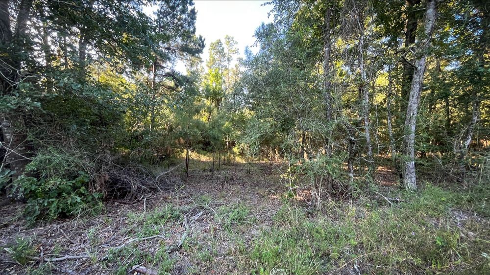 Lot 823 South Ridgemont Drive Trinity, TX 75862 - Photo 4 of 8 a view of a forest with trees in the background