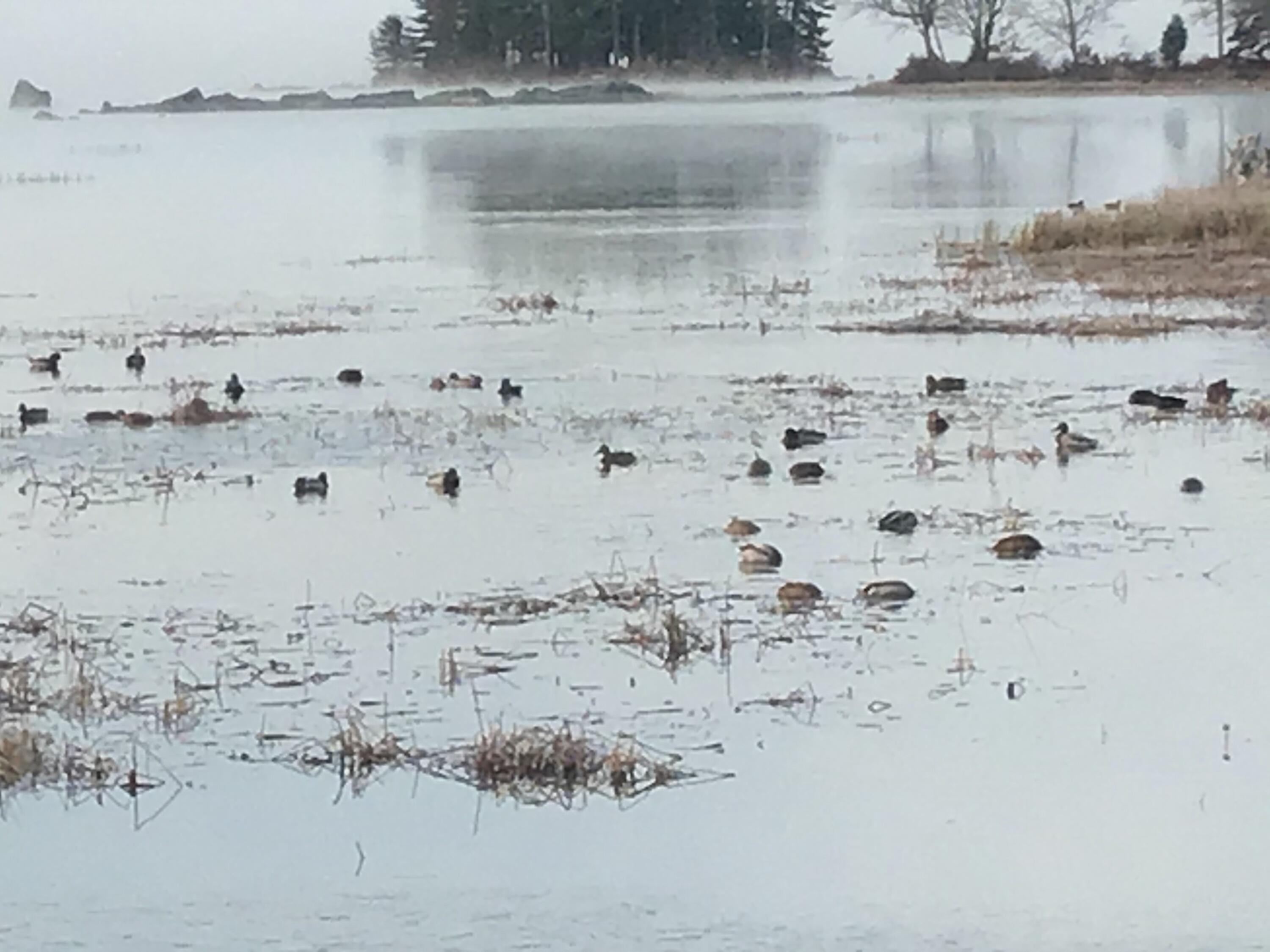 535 Green Lake Road Dedham, ME 04429 - Photo 80 of 80 318C0B0D-FAD8-44FF-8CE8-83B91887212E