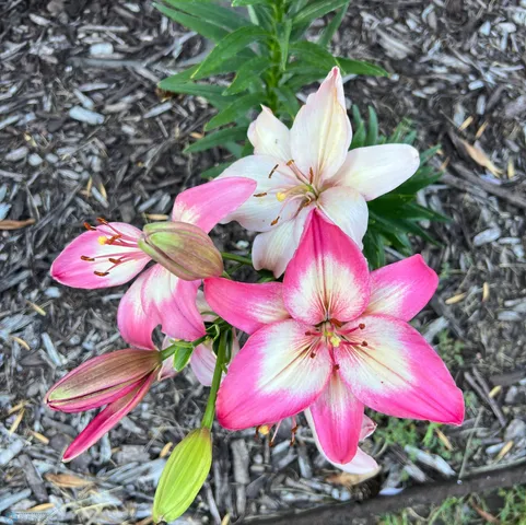 $541,000 | 12615 South Abbey Lake Lane, Detroit Lakes, MN 56501