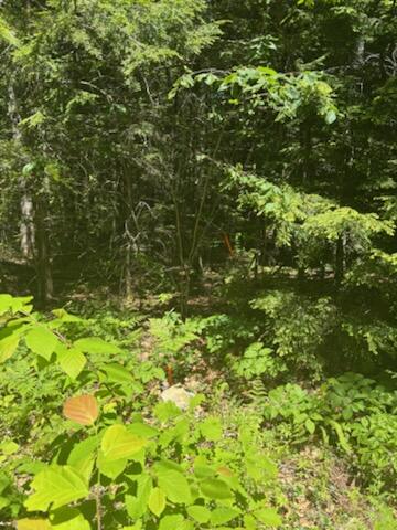 Lot 2 Brown Road Liberty, ME 04949 - Photo 4 of 5 View into Trees