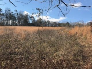 867 Finn Long Road Friendsville, TN 37737 - Photo 3 of 11 Looking East
