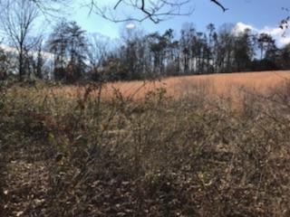 867 Finn Long Road Friendsville, TN 37737 - Photo 6 of 11 Looking South