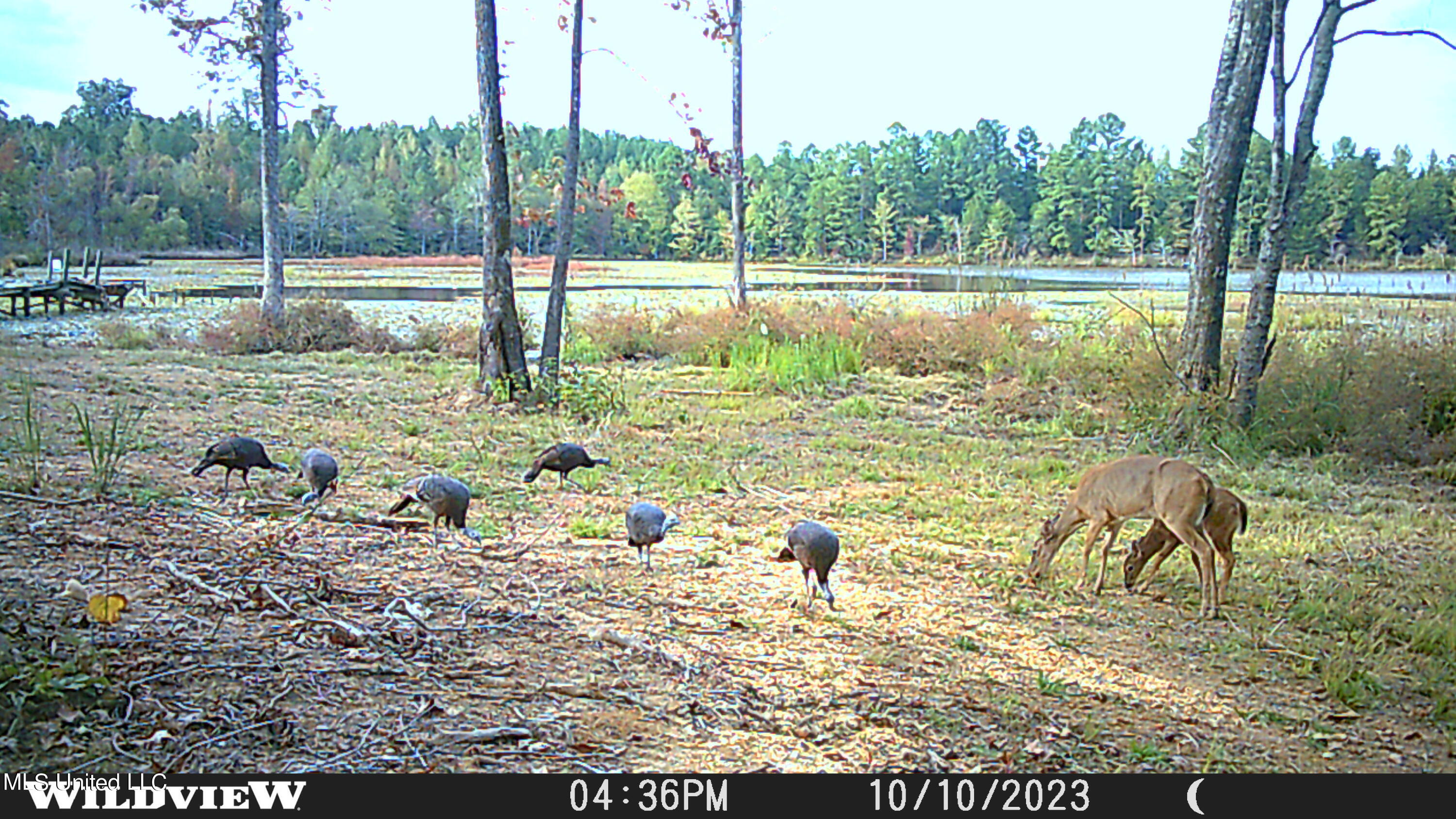 373 Spring Hill Road Winona, MS 38967 - Photo 11 of 61 WLD_1170