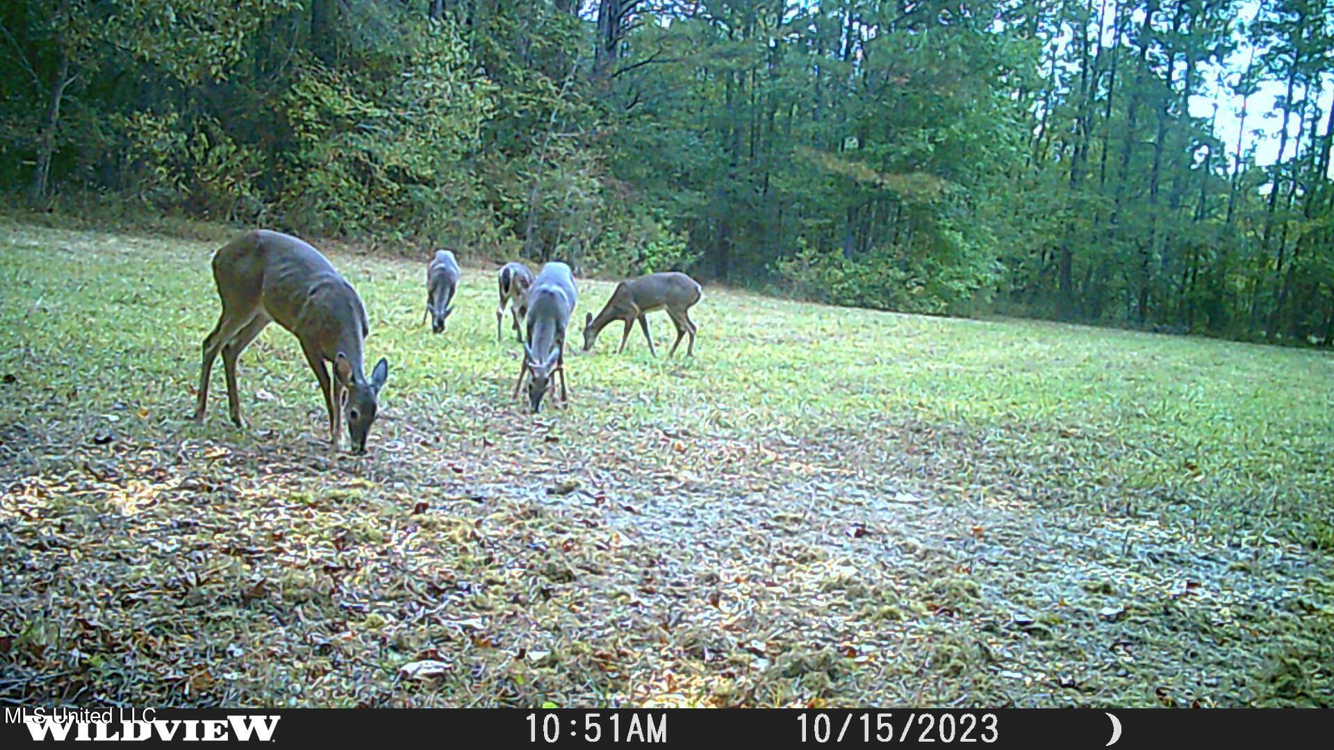 373 Spring Hill Road Winona, MS 38967 - Photo 53 of 61 WLD_1128