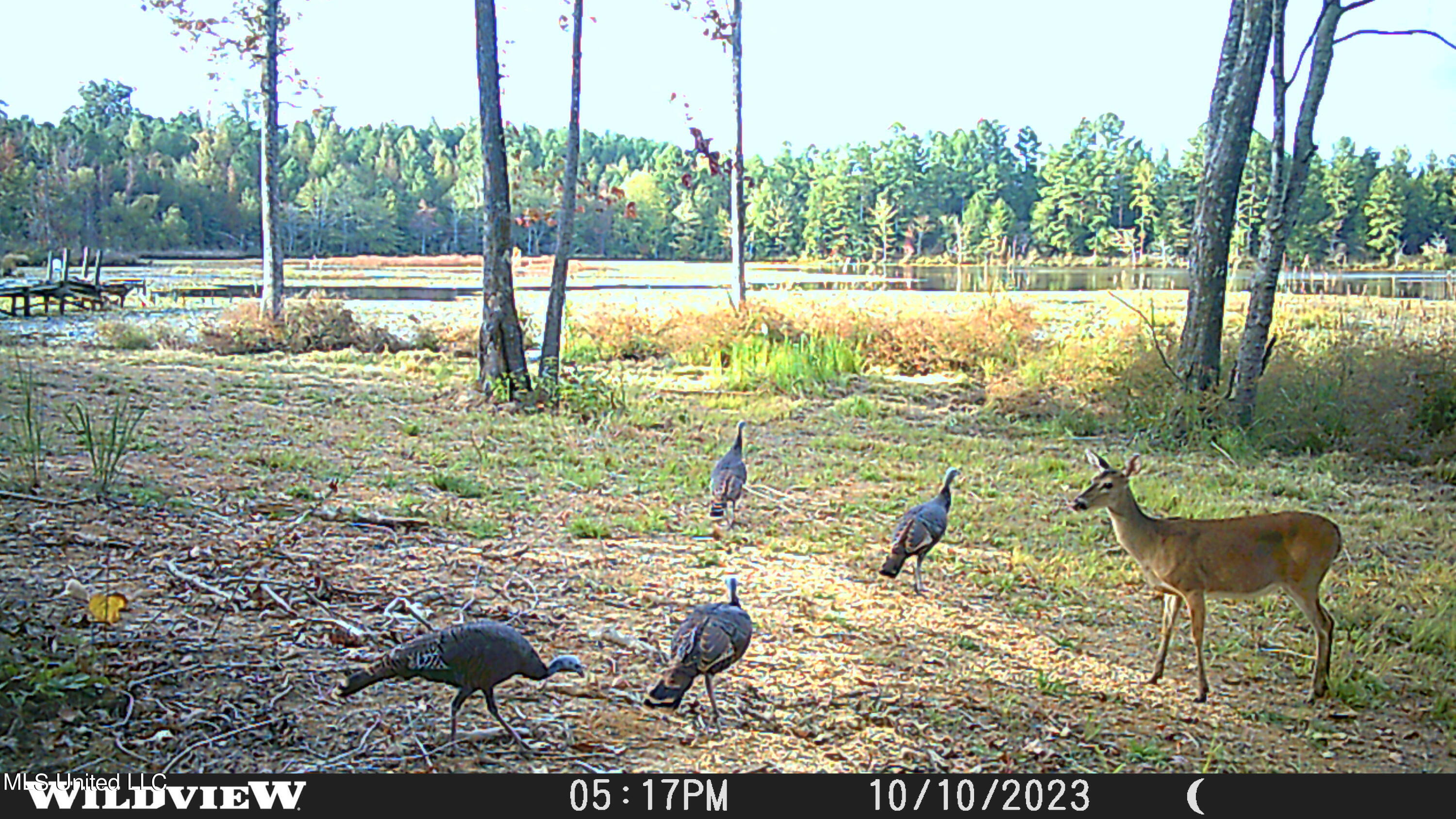 373 Spring Hill Road Winona, MS 38967 - Photo 54 of 61 WLD_1241