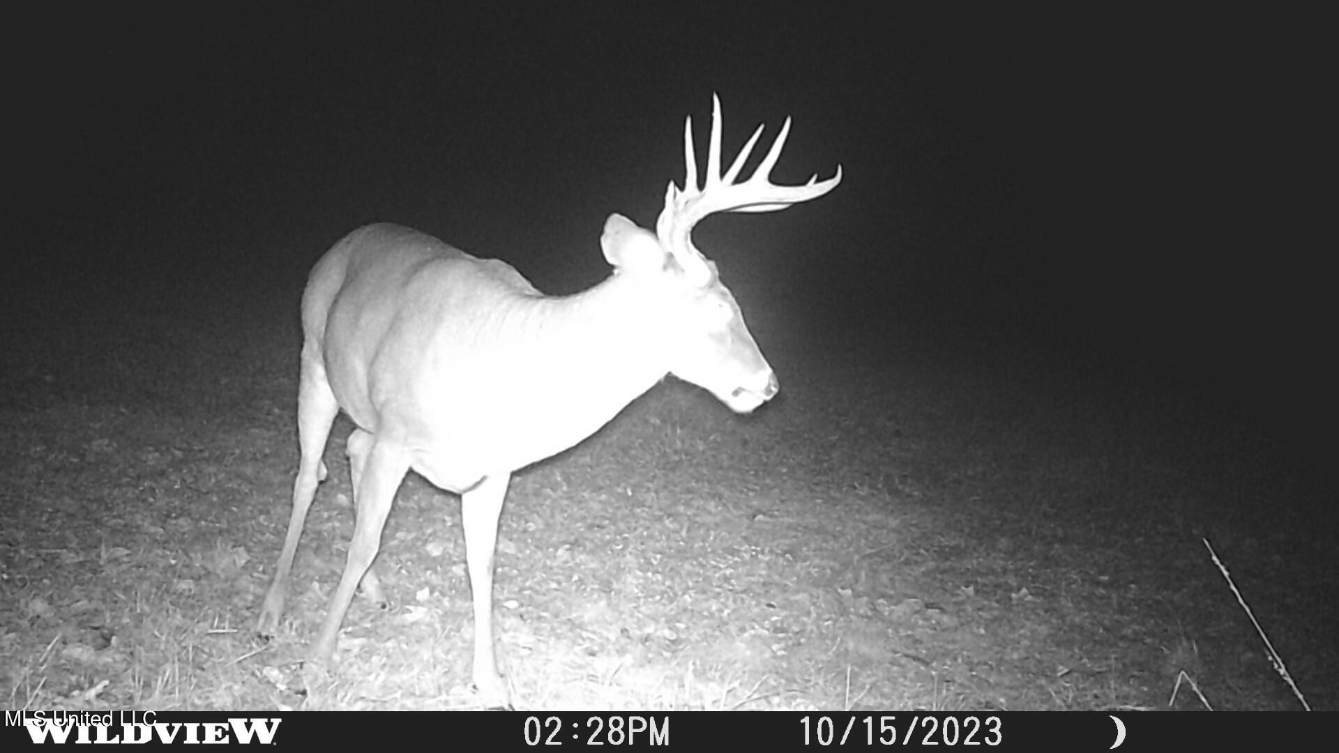 373 Spring Hill Road Winona, MS 38967 - Photo 55 of 61 WLD_1549