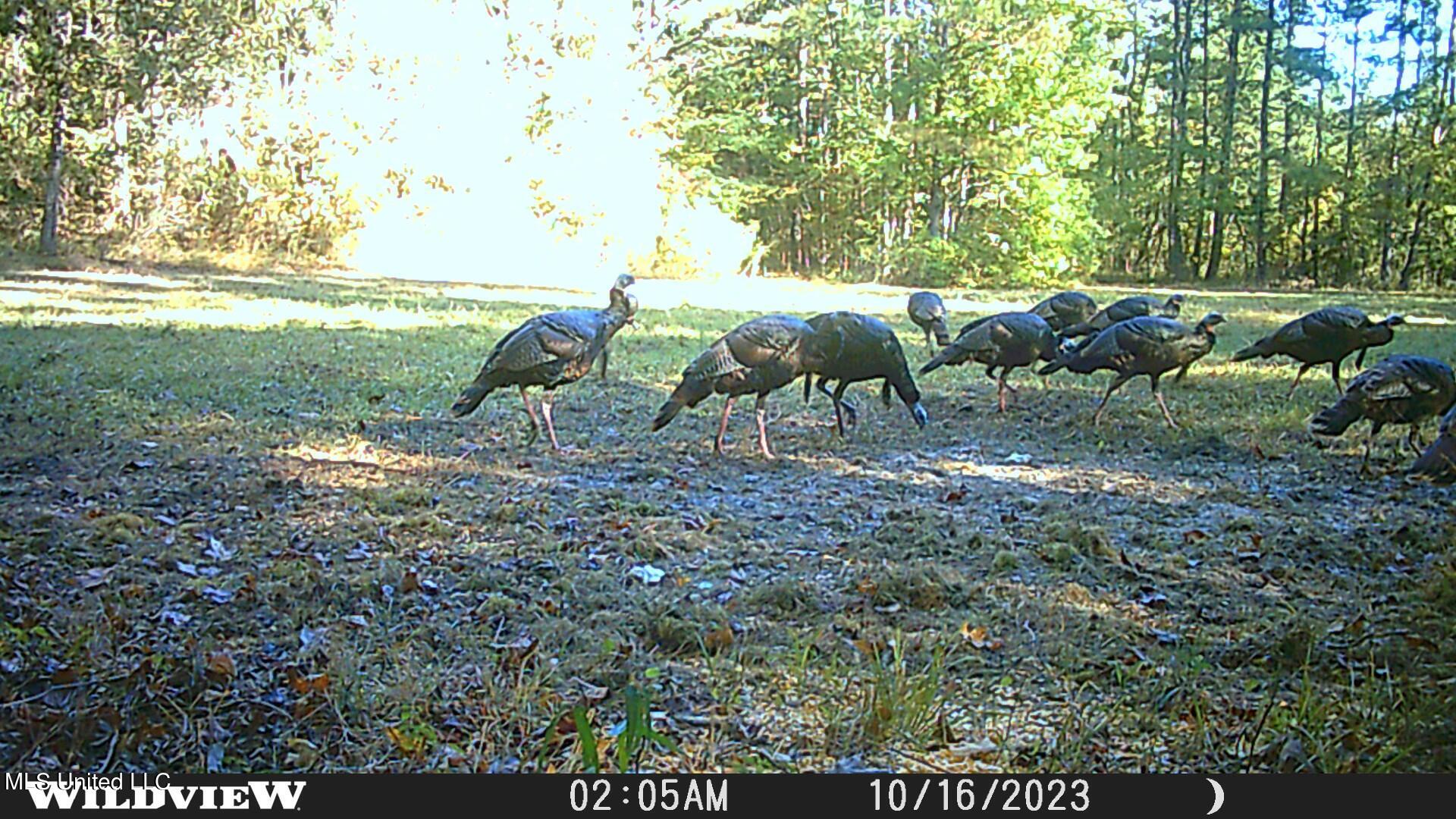 373 Spring Hill Road Winona, MS 38967 - Photo 56 of 61 WLD_2264