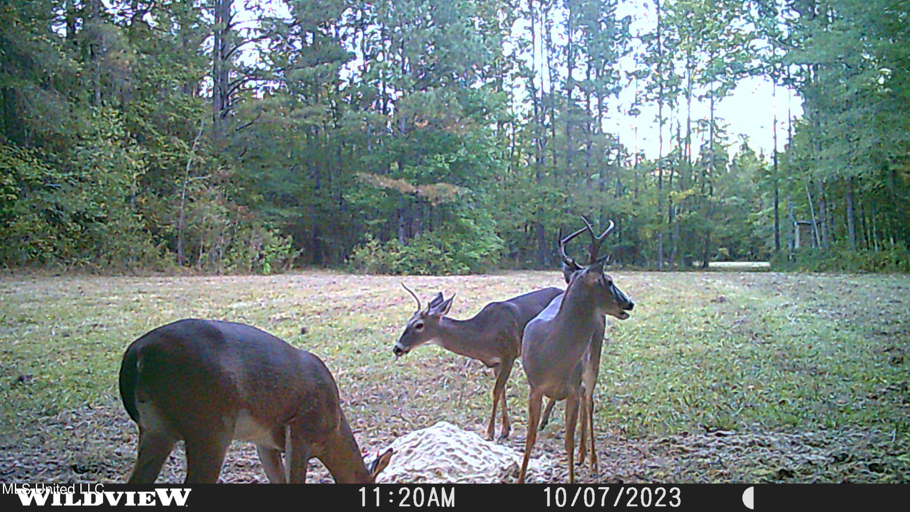 373 Spring Hill Road Winona, MS 38967 - Photo 58 of 61 WLD_4180