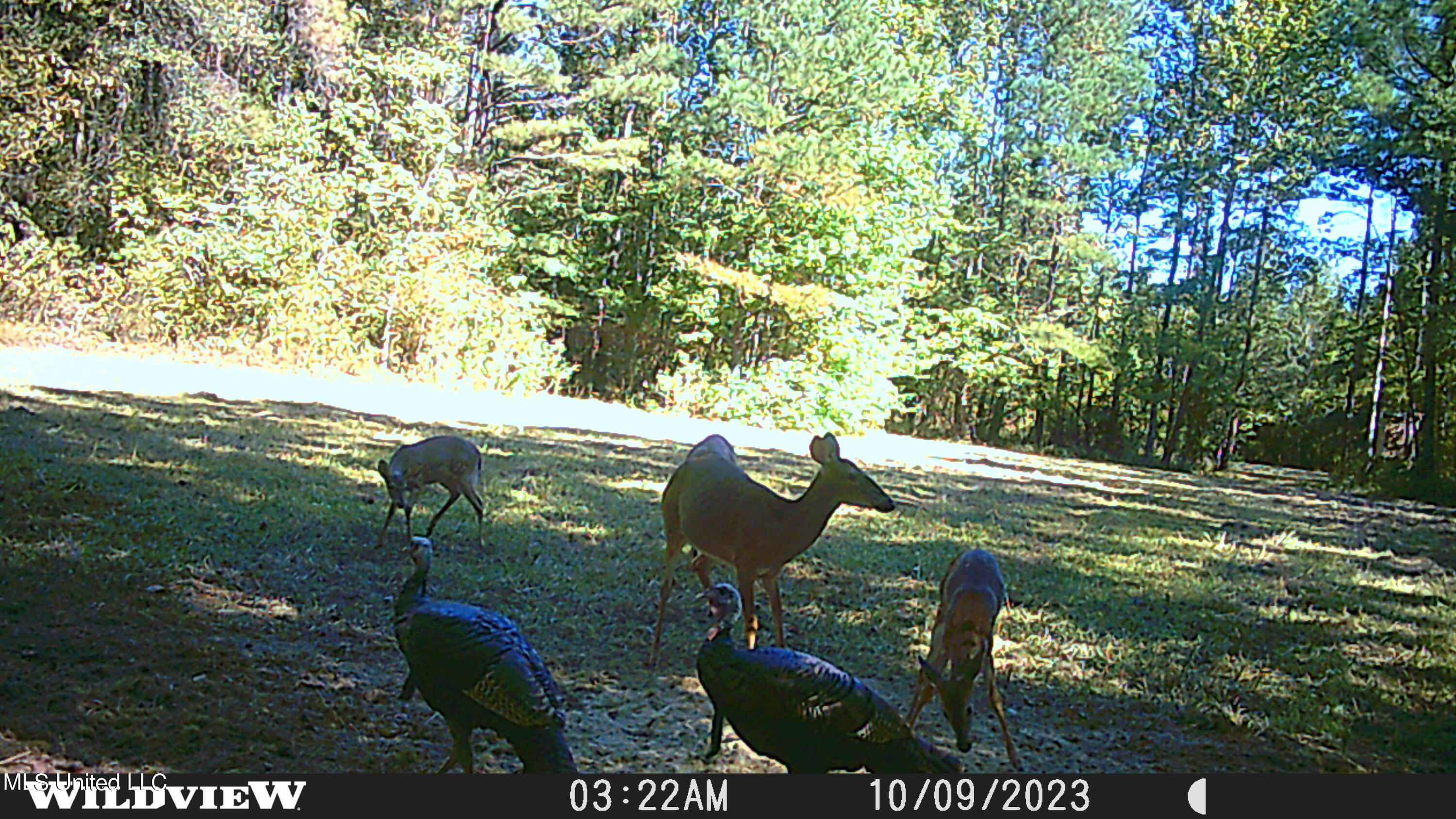 373 Spring Hill Road Winona, MS 38967 - Photo 61 of 61 WLD_9964