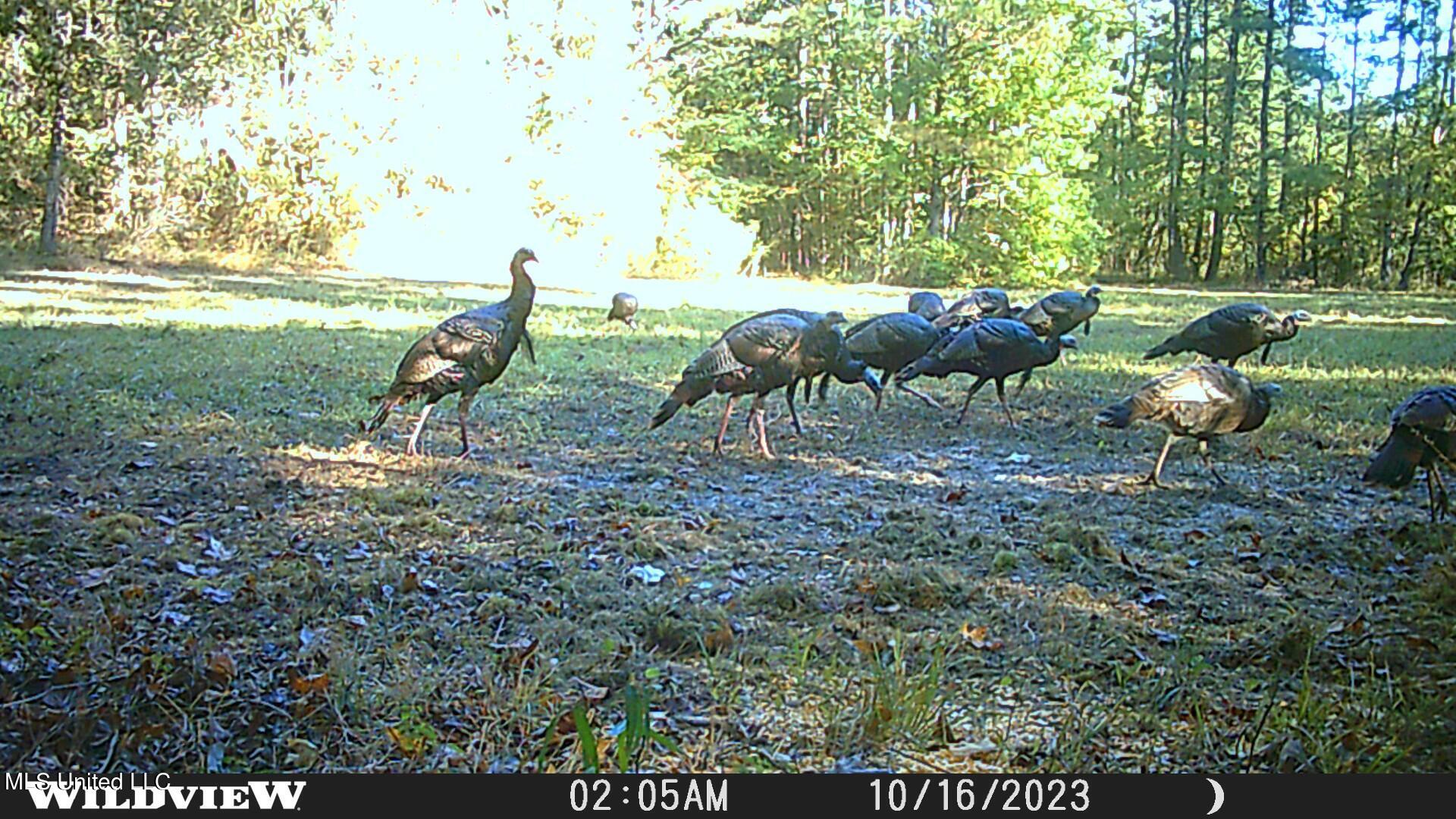 373 Spring Hill Road Winona, MS 38967 - Photo 10 of 61 WLD_2263