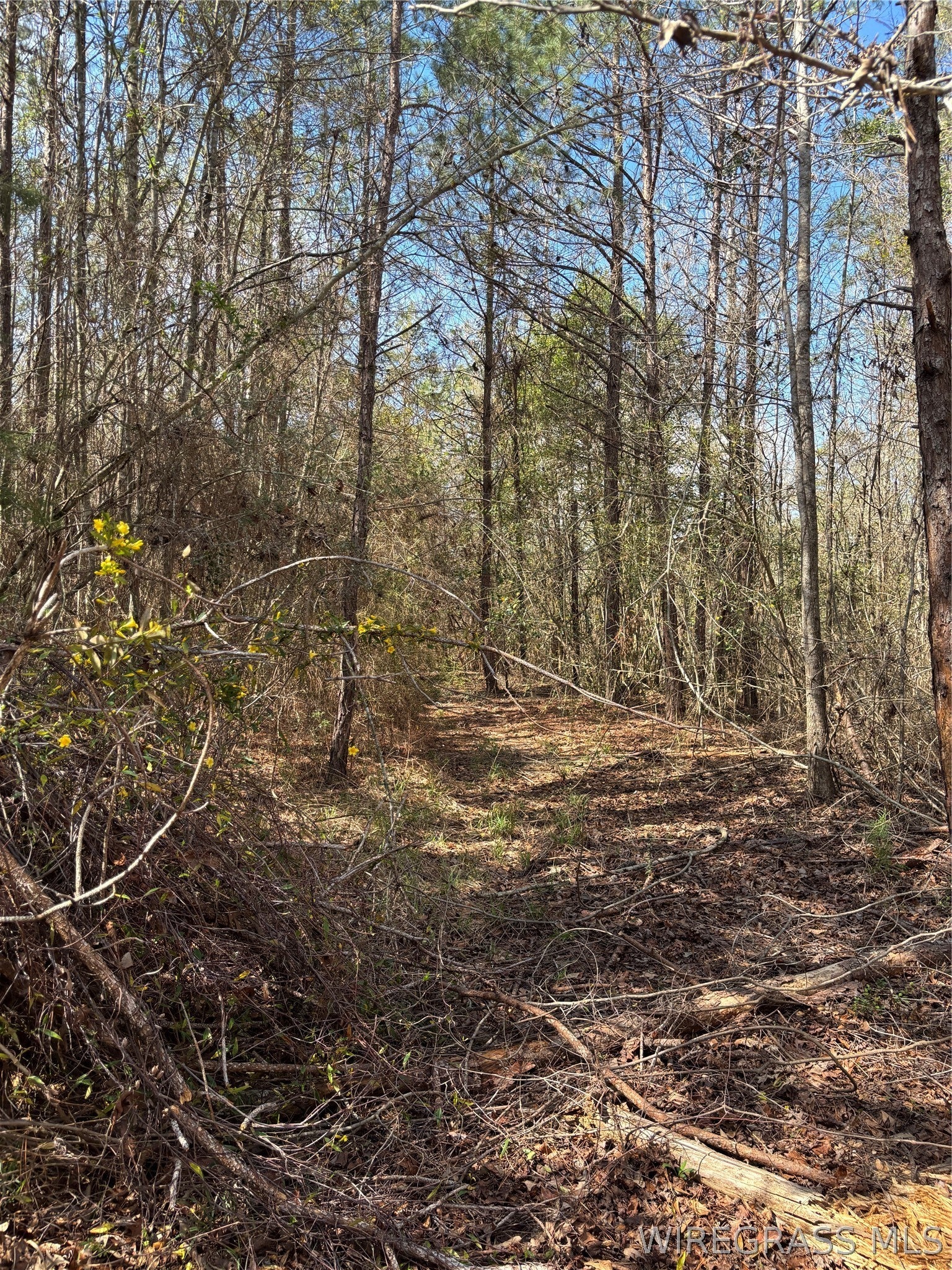 35729 Hesters Store Road Red Level, AL 36474 - Photo 6 of 6 Gallery Image 6