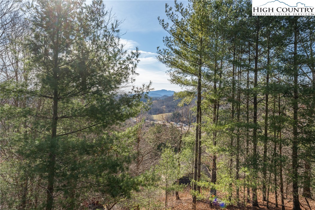 419 Billy Billings Road Vilas, NC 28692 - Photo 43 of 50 a view of a forest that has large trees