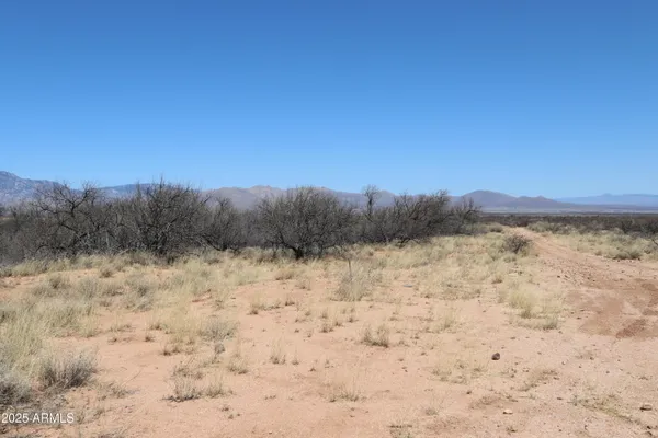 a view of a dry yard with trees in the background