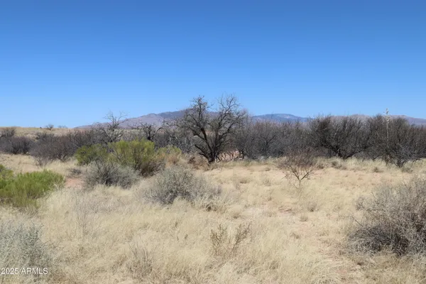 a view of a dry yard with trees