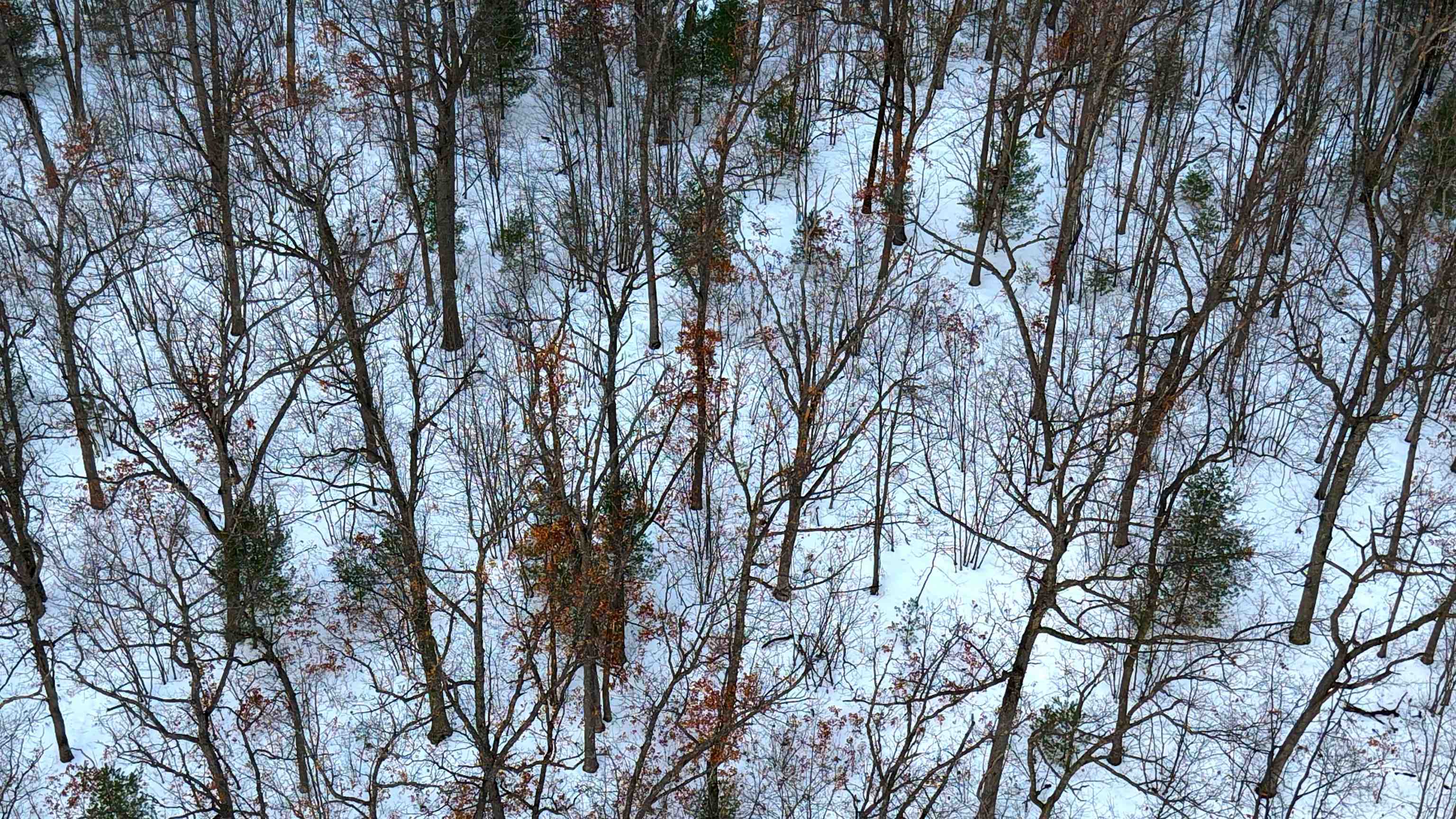 Turney Ranch Trail Branch West Branch, MI 48661 - Photo 14 of 14