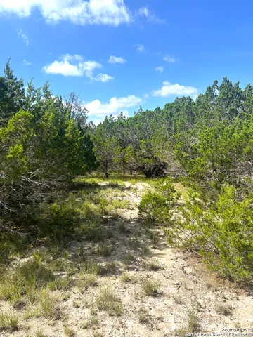 a view of a yard with plants and a tree