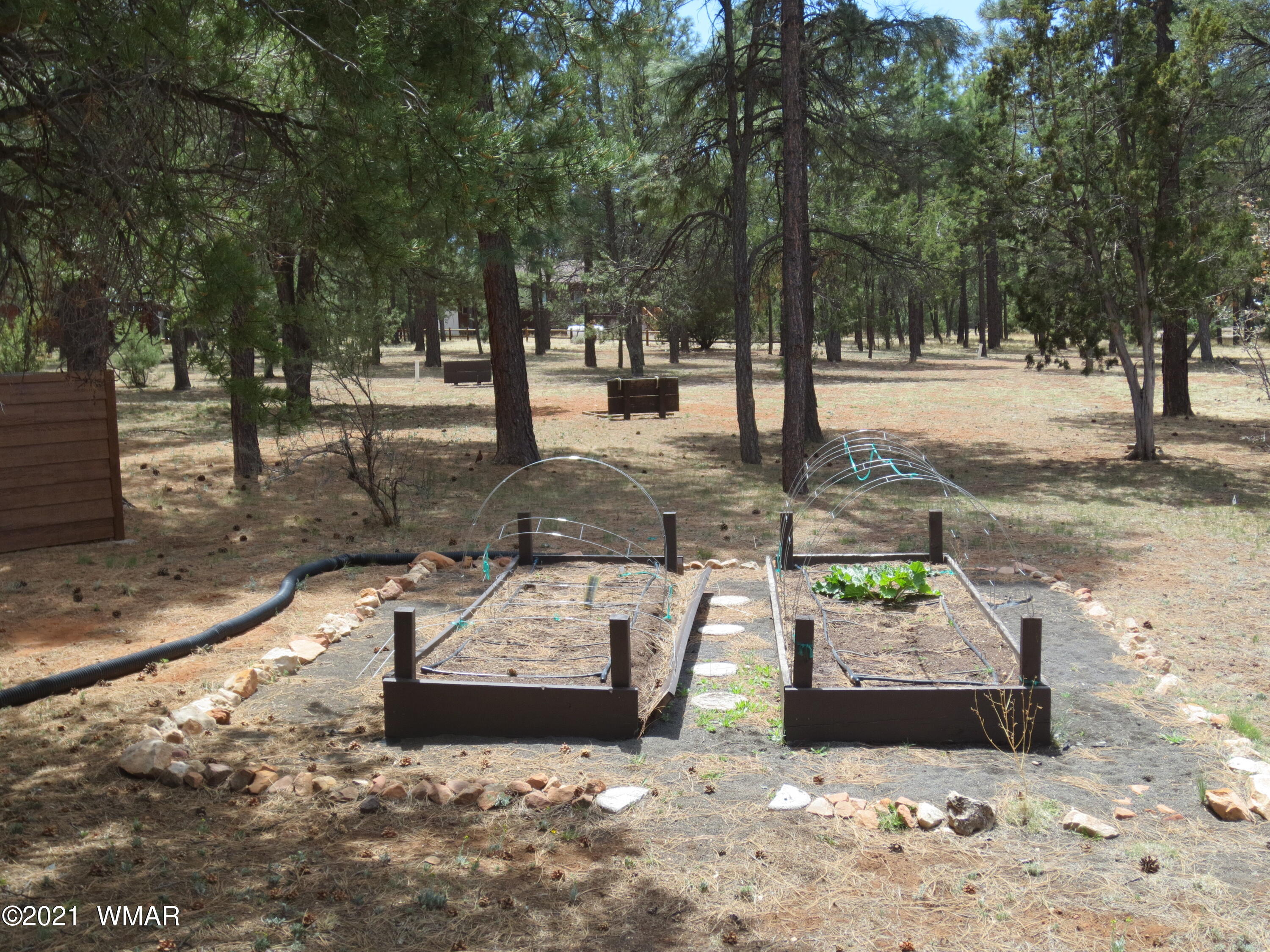 2970 Monica Road Overgaard, AZ 85933 - Photo 9 of 37 a view of a park with large trees