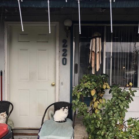 210-220 North 5th Street Central Point, OR 97502 - Photo 12 of 26 a couple of potted plants in front of door