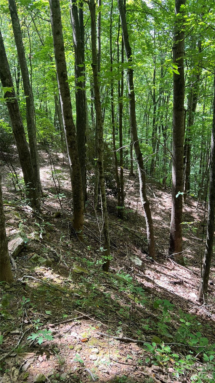 99999 Saw Branch Road Candler, NC 28715 - Photo 22 of 37 Gallery Image 22