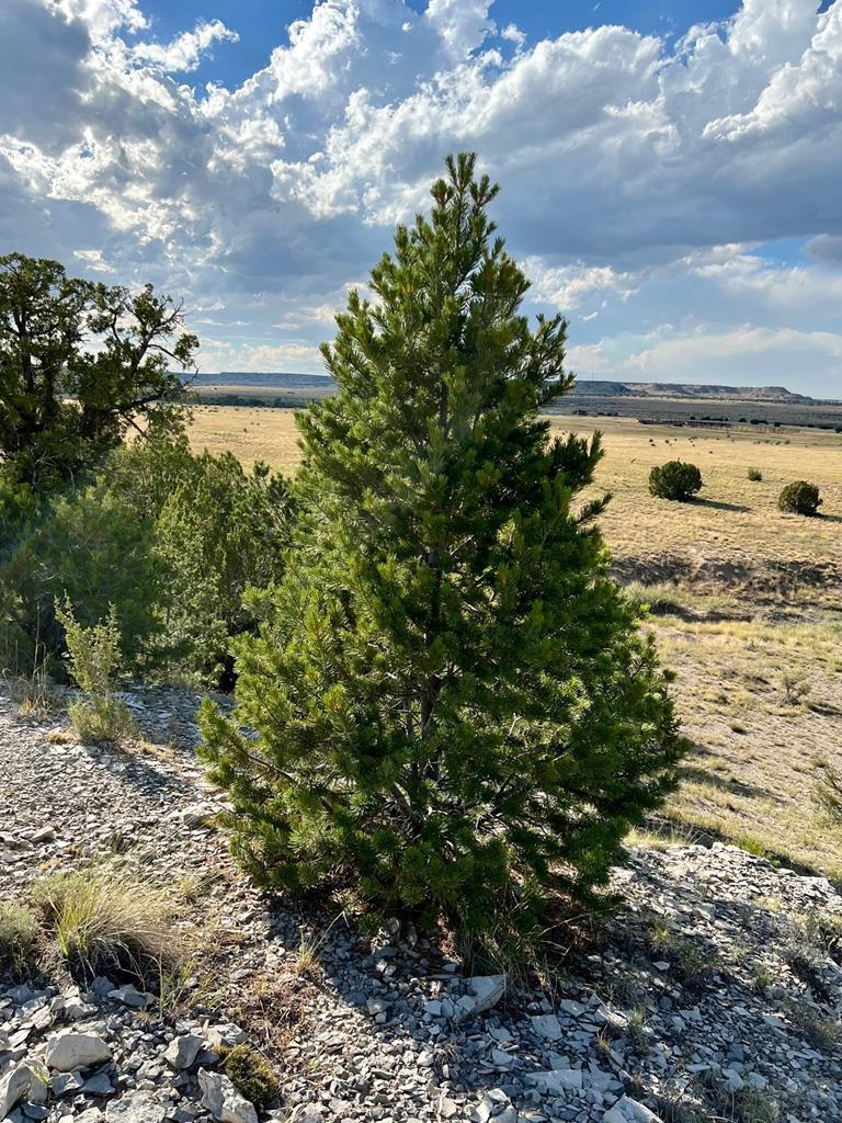 93.9 County Road 93.9 Model, CO 81059 - Photo 40 of 40