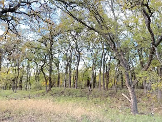 a view of a yard with large trees